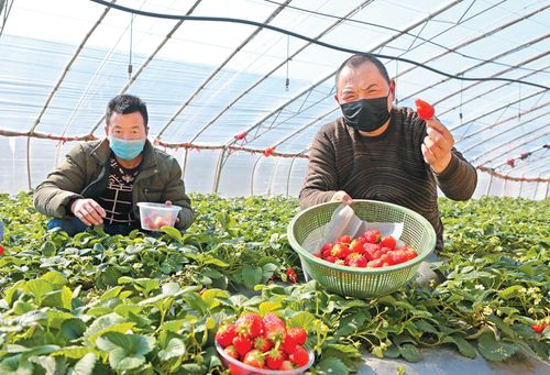 果园 到 果盘 助农战疫情